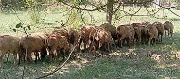 cins ineyler: Satılır: qrup halında qoyunlar - Növ: yerli cins qarışığı, qısa — 3
