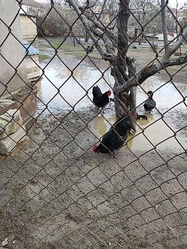 heyvalar: Xoruz, il: 1, Ünvandan götürmə — 2