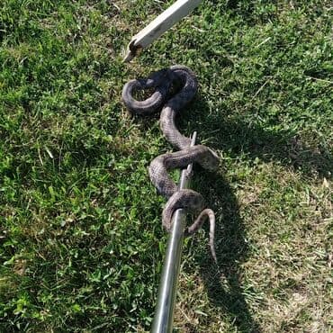 ev təmizləmə: Dezinfeksiya, dezinseksiya | Birələr, Tarakanlar, Viruslar, mikroblar | Nəqliyyat, Ofislər, Mənzillər — 1