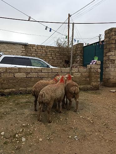 hinduska eti satilir: Sağlam Erkey quzulardi — 3