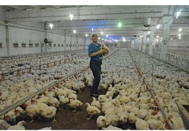 Broylər quşçuluq ferması üçün məsuliyyətli, öz malı kimi baxa biləcək