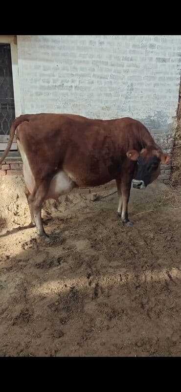 Бараны, овцы: Inek 3 balasi dogub disi balaldir 4 ayliq disi duyesi var her saganda — 6