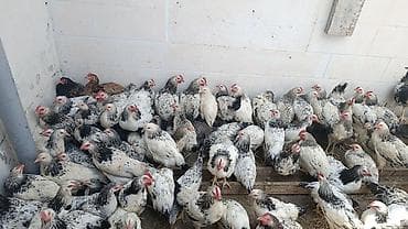 cex qus: Toyuqlar Satilir Hamisi Birinin Qiymeti 7 azn .3 ayliqdirlar — 1