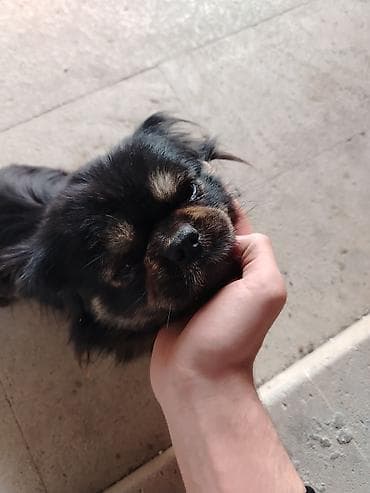 zvanok itləri: Pekines, 1 il, Dişi, Peyvəndli — 2