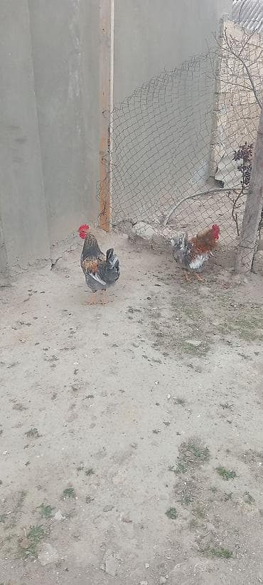 beca xoruz: 7 ayliq 1 ededi 25 azne satilir hem kesime hemde damazliqa ela — 1