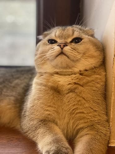 sotlant pisiyi: Şotland yastı qulaq, Erkək, Ünvandan götürmə — 3