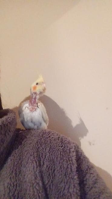 Digər quşlar: Məhsul: Dalğalı tutuquşu (bazarık/parakeet) cütü Təsvir: - Rənglər — 5