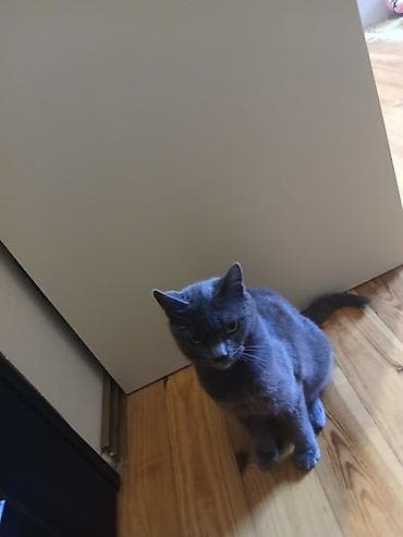 menks pisikleri: Britan, Dişi, Ünvandan götürmə — 1