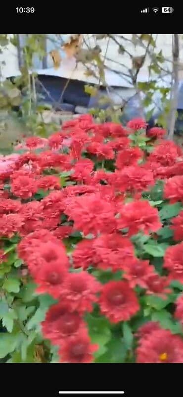 badamlı su 19 lt qiymeti: Xirizantema gülləri hər rəngdə var yalnız soyuq havalarda açır və kol — 6