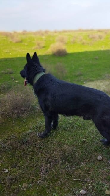 it paltarı: Alman çoban iti, 1 il, Erkek, Sənədli, Ünvandan götürmə, Ödənişli çatdırılma — 1