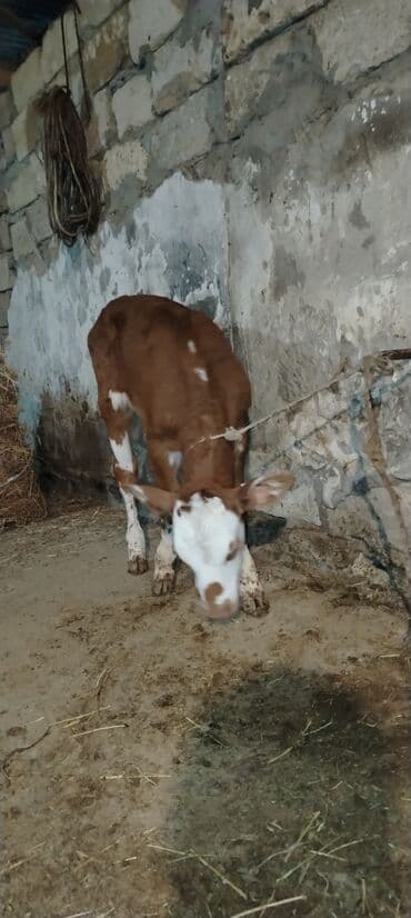 smental inekler: Saf qan simental erkək buzov. Anası şəkildə gördüyünüz simentaldı. 1 — 7