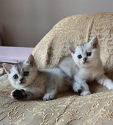 Şinşilla, Dişi lalafo.az -da Şinşilla, Dişi