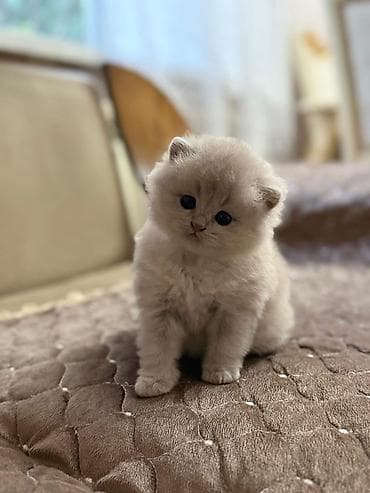 pişik oyuncaq: Şotland — 2