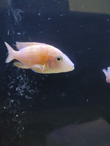 betta balıq: Cixlid balığı, Yırtıcı, Ünvandan götürmə — 4