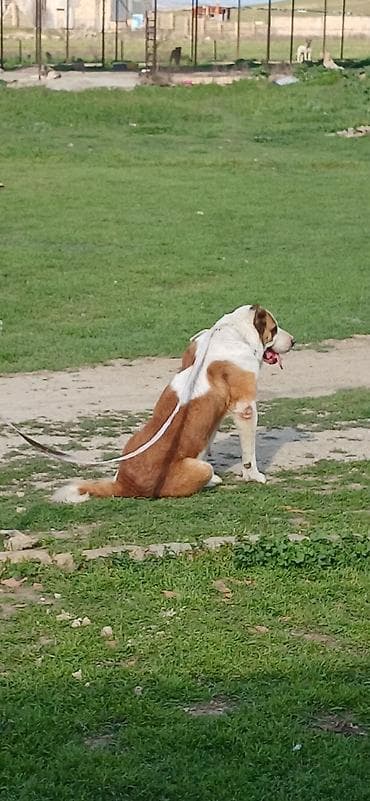 alabay itleri haqqinda melumat: Alabay, 3 il, Dişi, Peyvəndli — 4