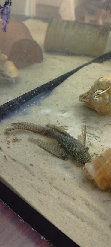 rəngli balıqlar: Məhsul: Akvarium üçün ancistrus (bristlenose pleco) balıqları – albino — 3