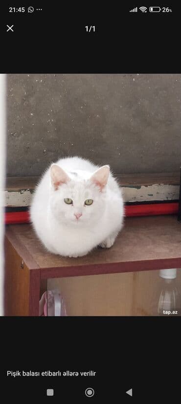 pişik yemləri: Dişi, Yaxşı əllərə — 2