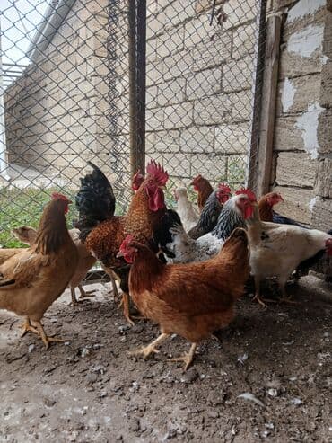 toyuq korlugu nedir: Toyuq, Damazlıq, Ödənişli çatdırılma — 2