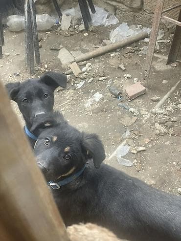 ayi sekilleri: Labrador-retriver, 7 ay, Peyvəndli — 5