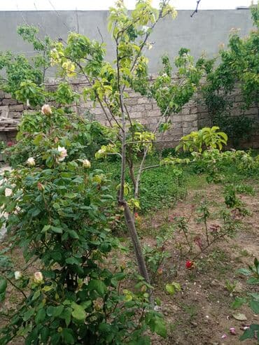 baki otel qiymetleri: İcarəyə təqdim olunur geniş və işıqlı otaq - İki ayrı tək çarpayı - — 16