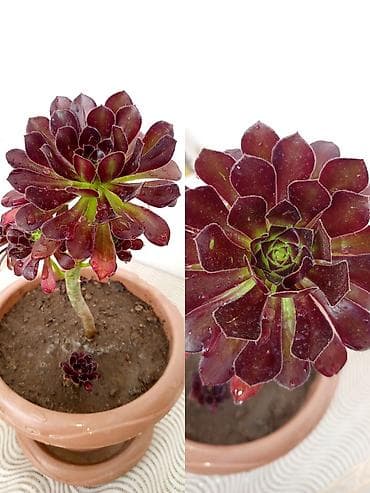 etotu bitkisi: Bitki: Aeonium arboreum ‘Zwartkop’ (Qara qül – tünd bənövşəyi-siyahı — 1