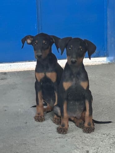 pitbull tap az: Доберман — 3