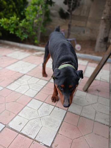 İtlər: Doberman, 10 ay, Erkek, Peyvəndli, Ödənişli çatdırılma — 2