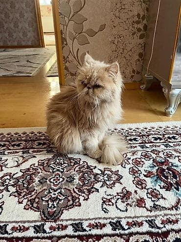 qara pişik adları: Fars — 3