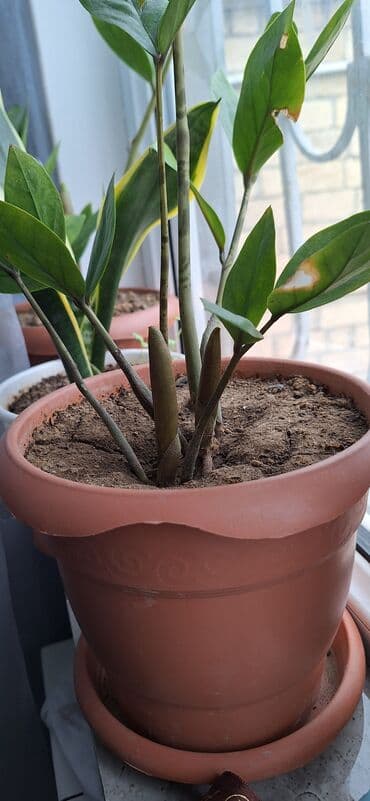Buket güllər: Zamioculcas zamiifolia (ZZ plant) – qəhvəyi plastik dibçəklə birlikdə — 9