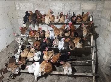 Gəmiricilər: Toyuq, Damazlıq — 2