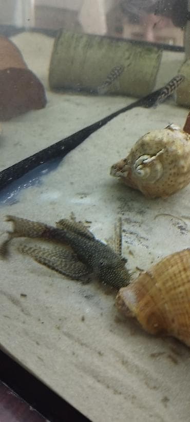 rəngli balıqlar: Məhsul: Akvarium üçün ancistrus (bristlenose pleco) balıqları – albino — 2