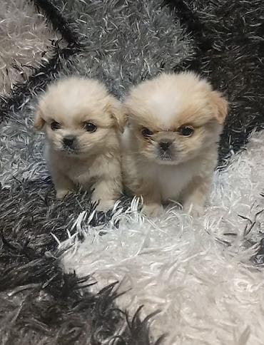 Pekines