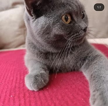 çin aslani: Britan — 1