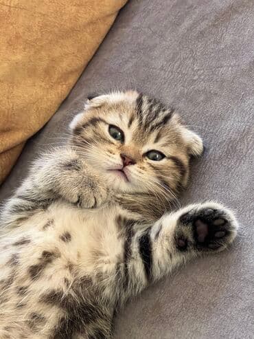 pişik şəkilləri: Şotland yastı qulaq, Erkək, Dişi, Yaxşı əllərə — 6