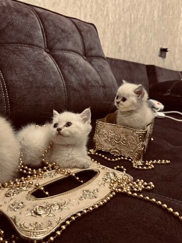 xamyak yuvası: Şinşilla, Erkək, Dişi — 9