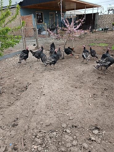 Məhsul: Hind toyuqları (qara/zolaqlı rəngli) Təsvir: - Həyət