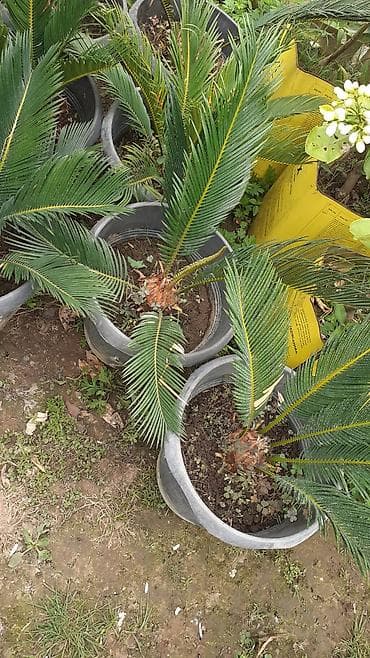 qizilguldu roza: Bitki: Cycas revoluta (Saqo xurması) – qablarda Təsvir: - Tropik — 2
