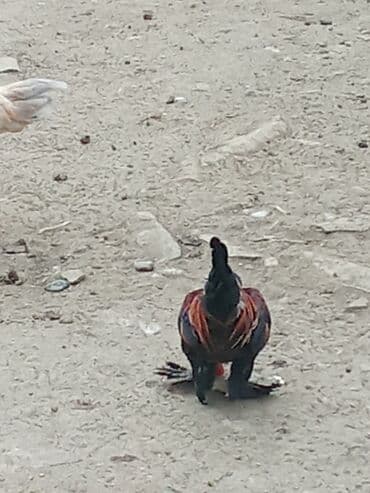 bakida cins ineklerin satisi: YAPON : Xoruz reyal alıcı yaşın 15azndi Təsvir:hem ucuz həm 1ilk — 6