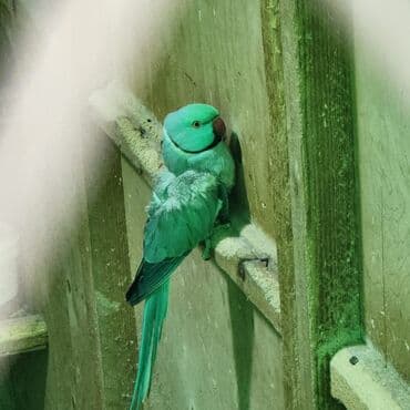 Akvariumlar: Növ: Hind halqalı tutuquşu (Psittacula krameri) – mavi-yaşıl rəngli — 3