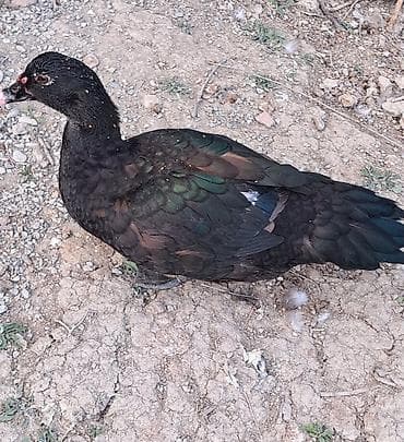 ordeyler: Erkək, Damazlıq, Pulsuz çatdırılma — 2