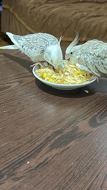 bit daragi harada satilir: Satılır sultan tutuquşusu cütü (cockatiel). Tam rucnoy əl quşlarıdı — 4