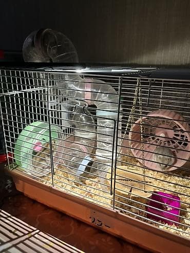 ordək bala: Xamyaq qəfəsin alana 4xamyaq+yumru akvaroum+daşı dekoru+3 danio balığl — 6