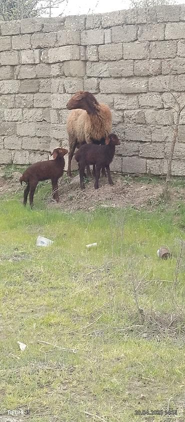 əmlik quzular: Bir ana iki bala quzular dişidi ÜNVAN BAKI şəhəri buzovna — 8