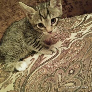 купить котенка бесплатно: В добрые руки — 3