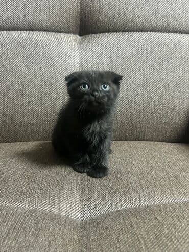 vəhşi pişik: Britan, Yaxşı əllərə — 3