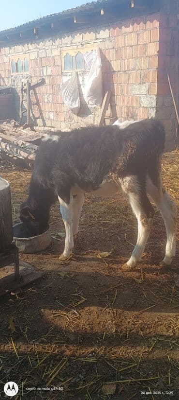 brama cucə satışı: 50 gunluk ivanovka buzovdu — 2