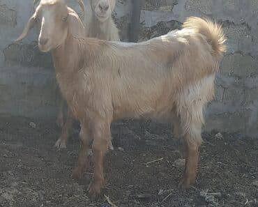 çəpiş əti: Kök cəpiş dişidir 12,13 kilo əti olar təxmini — 2