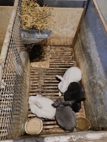 dovşanlar karlik: Məhsul: Ev dovşanları (bir neçə bala karlik ve qarisiq cinsler.) — 3