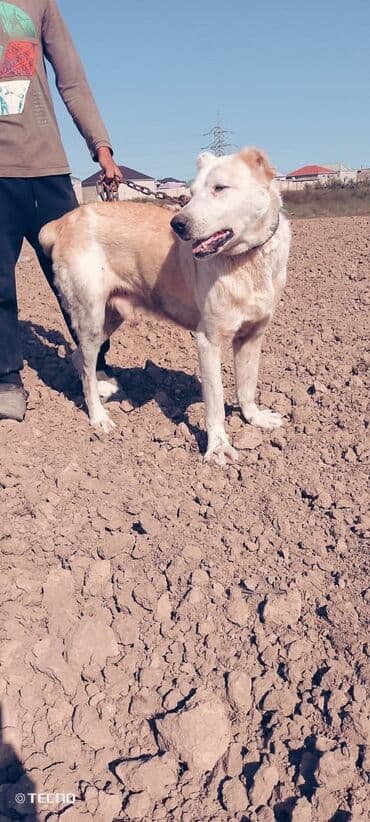 Alabay, 2 il, Erkek, Peyvəndli, Ödənişli çatdırılma lalafo.az -da Alabay, 2 il, Erkek, Peyvəndli, Ödənişli çatdırılma