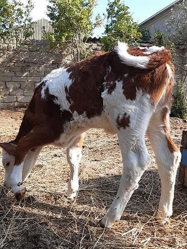 avcarka type 1: Bir erkey bir disi erkey 5 ayliqdı disi 1 ay yarımdı smental arginal — 7